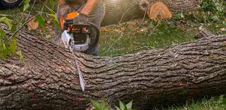 Best Arborist Consultation Services  in Soledad, CA