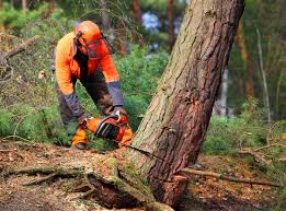 Best Tree Mulching  in Soledad, CA