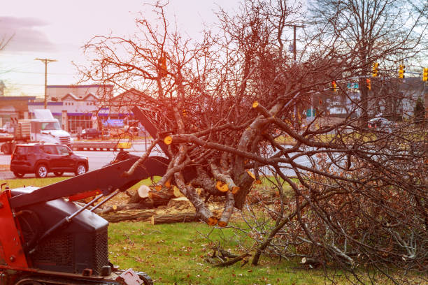 Best Utility Line Clearance  in Soledad, CA