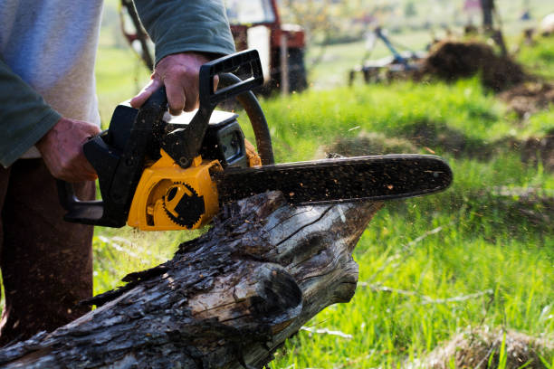 Best Tree Preservation Services  in Soledad, CA